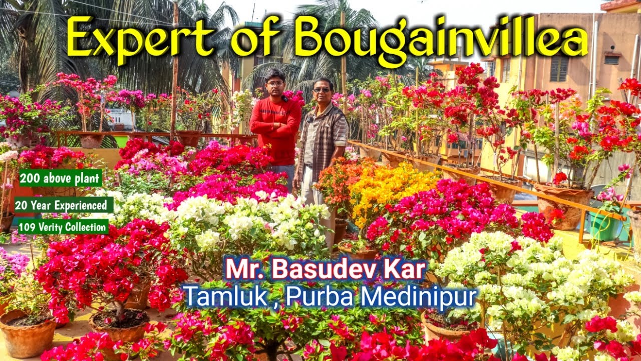 Expert of Bougainvillea | West Bengal Famous Mr. Basudev Kar | Source Counting