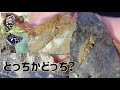 【探し方と見分け方】オオムラサキとゴマダラチョウは冬どこにいる？Searching for Nymphalid Butterflies Larvae in Winter!!