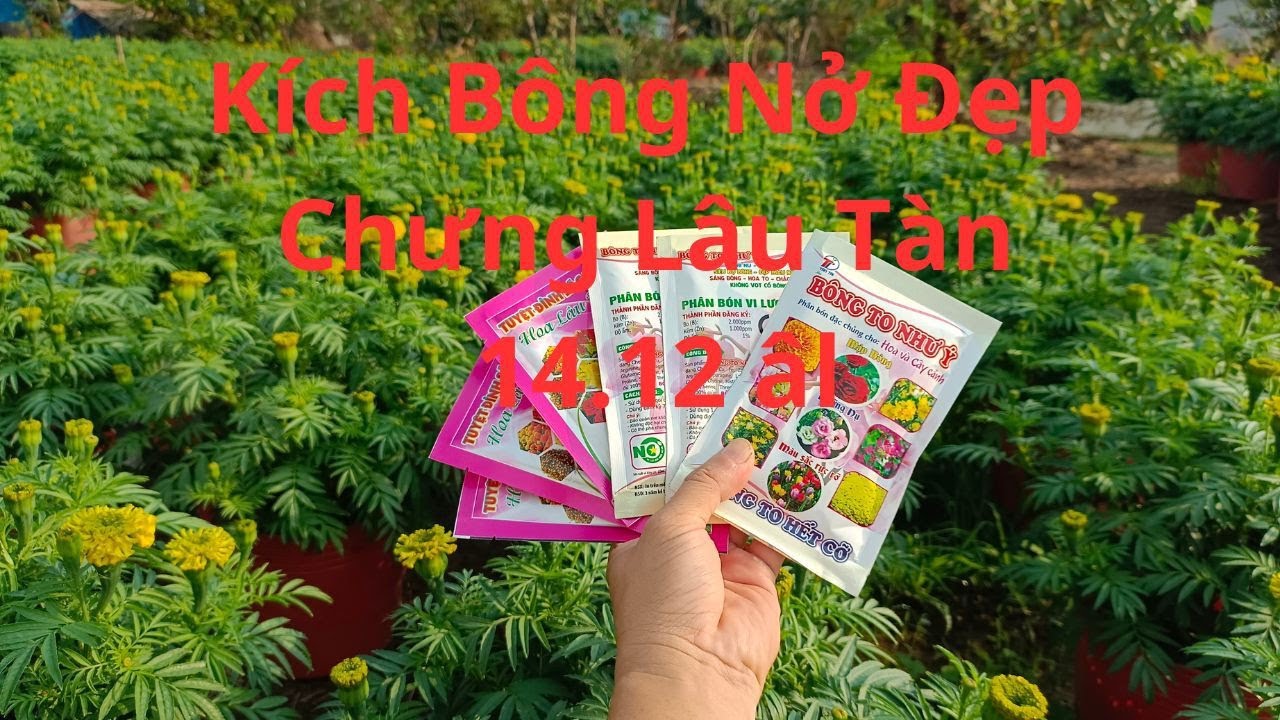 Thuốc Kích Cứng Bông Lâu Tàn 