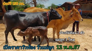 เปิดราคาวัวเเม่ลูก วัวท้อง (12พ.ค.67)พ่อทร บ.ทวีผล ต.นาหว้า จ.อำนาจเจริญ