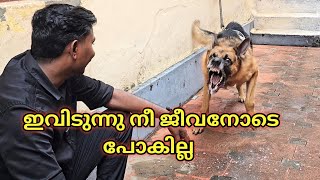 പെരുമ്പാവൂരിലെ സൈക്കോ..Dog challange..leash talks