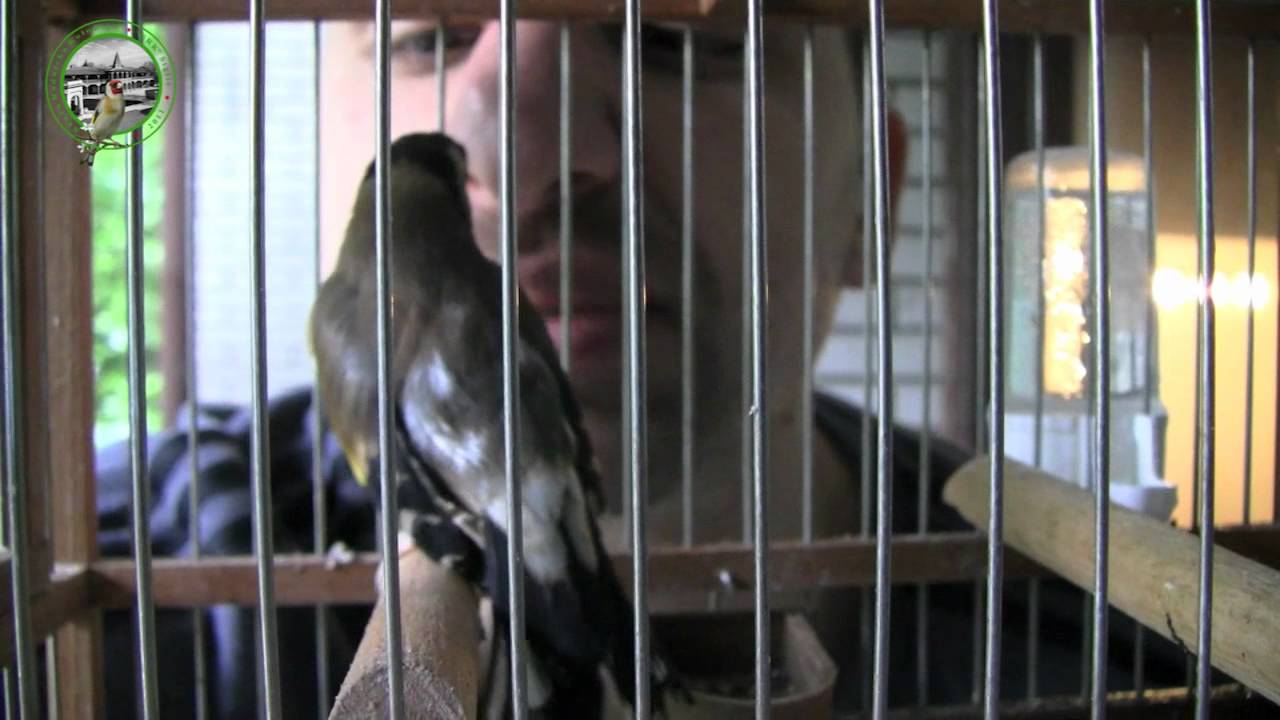 Stiglica Pesma Štiglica - YouTube