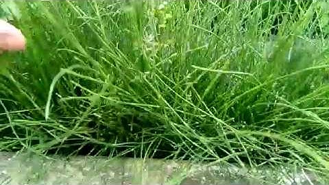 Bài thuốc trị vết thương hở, cầm máu vết thương tốt nhất