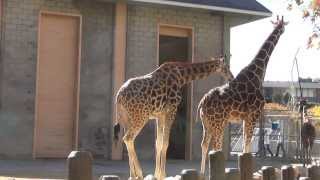 The Animals of Utahs Hogle Zoo