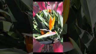 The Erl King sung TW #shorts #music #oldmusic #publicdomainmusic #nature