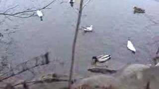 Wild Ducks: The Mallard