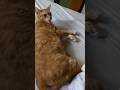 眠いにゃん、キジにゃん太さんと茶トラふうちゃん。Kucing mengantuk, Pheasant Nyanta dan Brown Tabby Fuu.　#shotrs