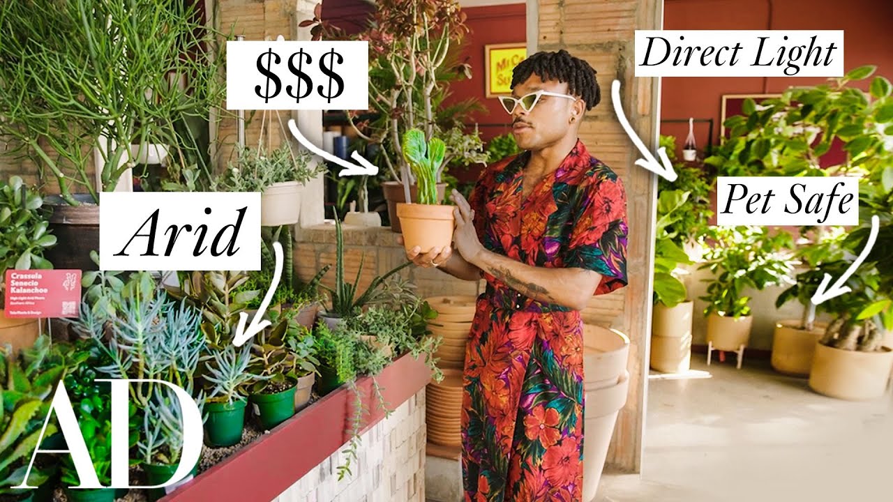 How To Shop For Houseplants, Explained By A Plant Expert | Architectural Digest