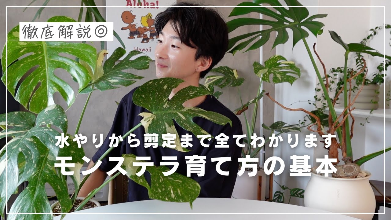 【初心者必見】モンステラの正しい育て方と、剪定方法について