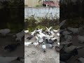 Shauk #kabootar video #pigeon #youtubeshorts #ytshorts #raisenpigeons #shorts #birds #jhansi #short