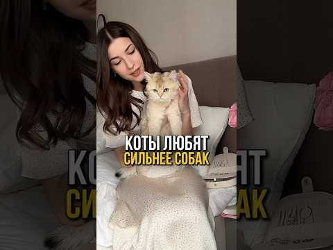 Это видео заставит тебя обнять своего кота прямо сейчас🥰🐈