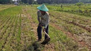 AMAZING WORK! SPEED TECHNIQUE FOR BUILDING PLANTING BEDS ON RICE FIELD - Agriculture Farming