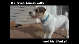 Cody The Jack Russell Terrier Mix - Pei Humane Society