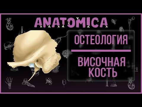Височная кость  - анатомия / Мозговой череп / Остеология