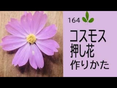 押し花の作り方 ーコスモス 秋桜 の押し花の作り方 秋の人気のお花コスモスを押し花にして楽しもう Youtube