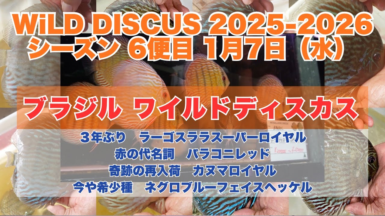 ブラジルワイルドディスカス、3年ぶりラーゴスララスーパーロイヤル、赤の代名詞パラコニレッド、奇跡の再入荷カヌマロイヤル、希少種ネグロブルーフェイスヘッケル。WILD DISCUS 20260107