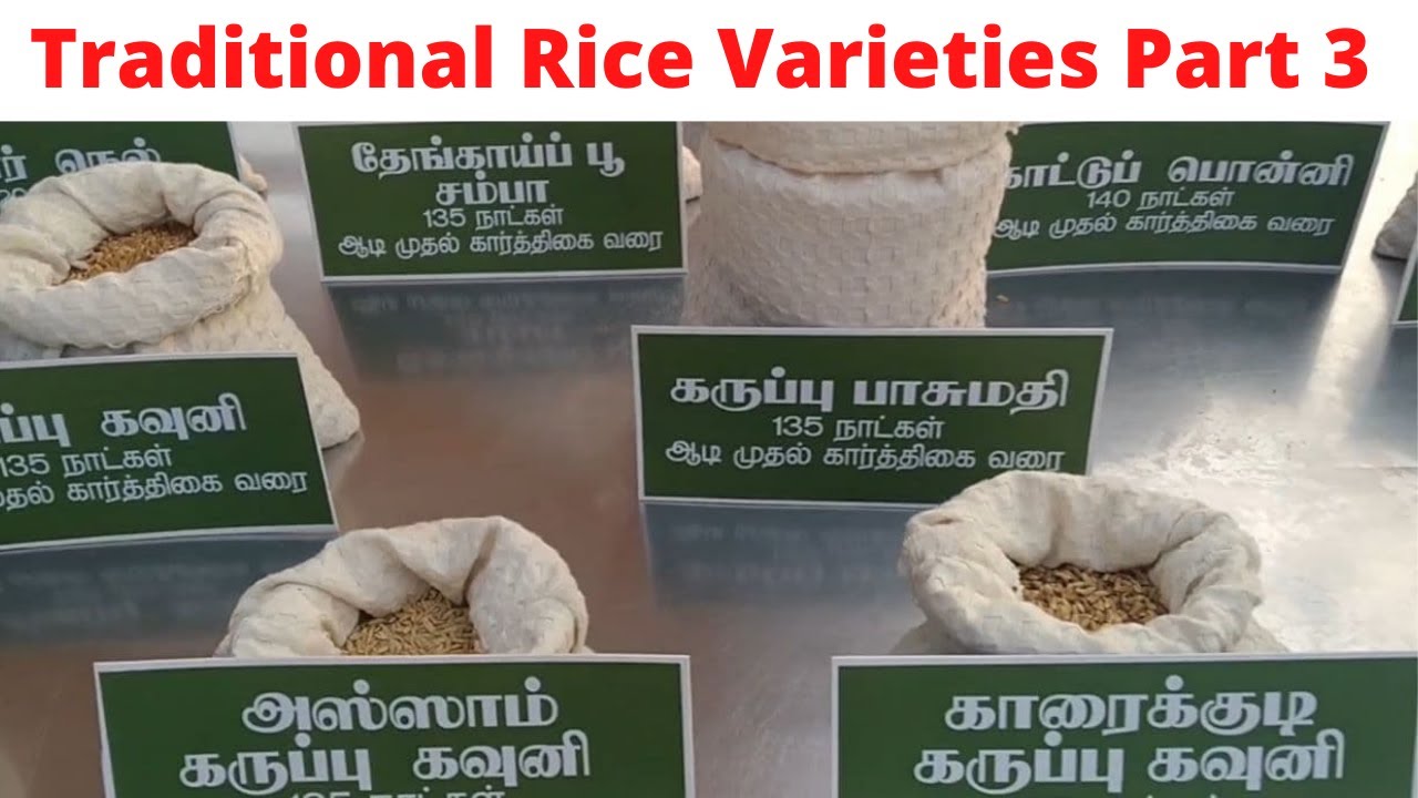 Tamil Sample Rice Traditional rice varieties and its benefits in Tamil Nadu Part 3 ...