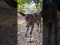 Newborn Calf’s First Drink of Milk🍼 #cow #calf #milk #baby #farming #babycow #milkfed #viral #shots