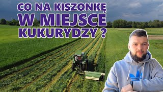 JAK WYGLĄDA GORZOWSKA PO 1 POKOSIE ? WADY MIESZANKI GORZOWSKIEJ