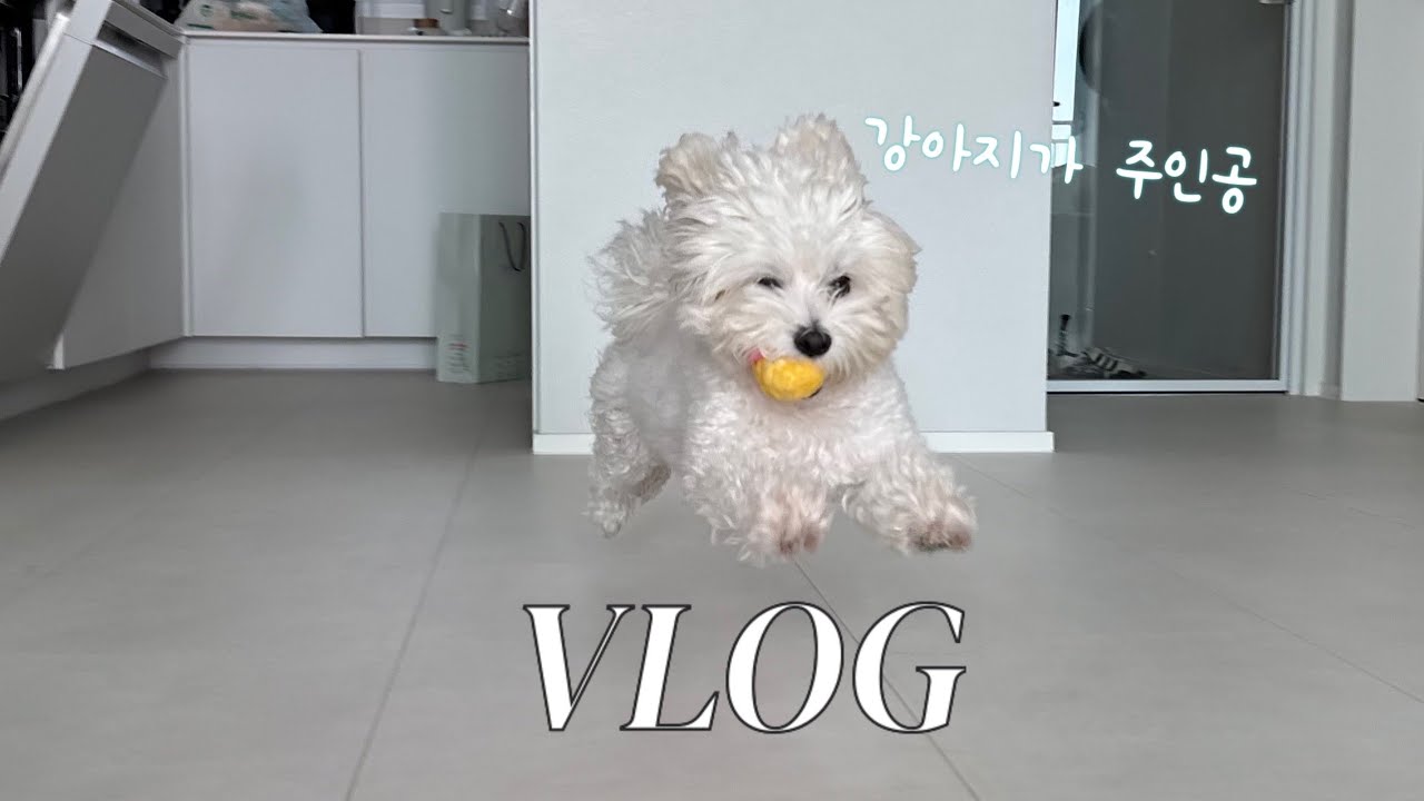 Vlog. 혼자 살아도 심심하지 않은 이유 ep.1 반려견과 보내는 하루🐶 혼밥🍚 혼술🍻 삼겹살🍖 영원히 안 없어지는 김치찌개🔥 말티즈 유곰이🐶💫💕