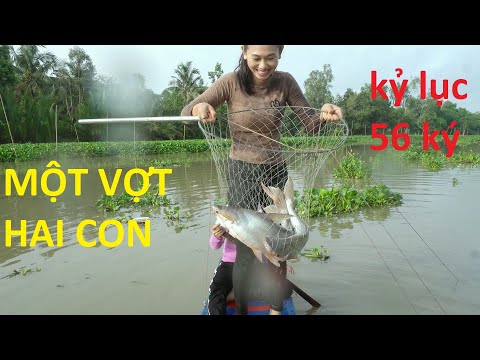 Video 434 / Phá Vỡ Mọi Kỷ Lục Thành Tích 56 Ký Cá Tra ( Phần... - youtube