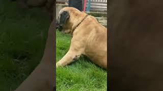 Destiny the Big Bull Mastiff #dog #shorts #bullmastiff