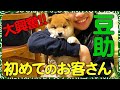 【豆助んち004】豆助、かわいいお客さんに大興奮！・３日目＜柴犬・豆柴＞