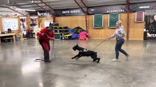 Giant Schnauzers Sparring Session 'Laney' 13 Mo Confidence Development Personal Family Home Security