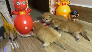 Baby kittens are excited to see their new home by BoBo & BunBun 13,451 views 1 year ago 4 minutes, 28 seconds