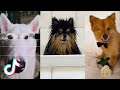 Funny Dogs of TikTok Compilation - Doggos Doing Funny Things TIK TOK Compilation #1