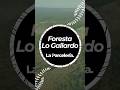 Te gustó lo que viste? 👀 Foresta Lo Gallardo🌲Parcelas en Lo Gallardo, Pichilemu💰+569 7380 3131 📲