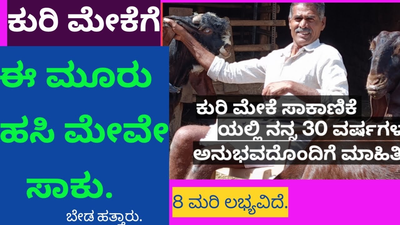 ಕುರಿ ಮೇಕೆಗೆ ಈ 3 ಹಸಿ ಮೇವೇ ಸಾಕು.ಬೇಡ ಹತ್ತಾರು!