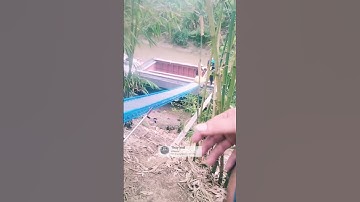 vô tình xem được vận chuyển lúa xuống ghe cực nhanh #gialuahomnay