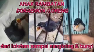 RAMBATAN DORAEMON / LORENG dari lolohan,nangkring \u0026 smpai bunyi