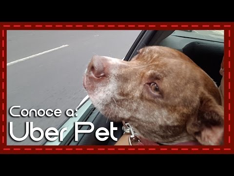 Video: ¿Cómo reservo un Uber con un perro?