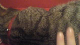 I got a fat cat