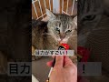 チャレンジド・キャッツ1号の麦ちゃん　#保護猫 ＃チャレンジドキャッツ