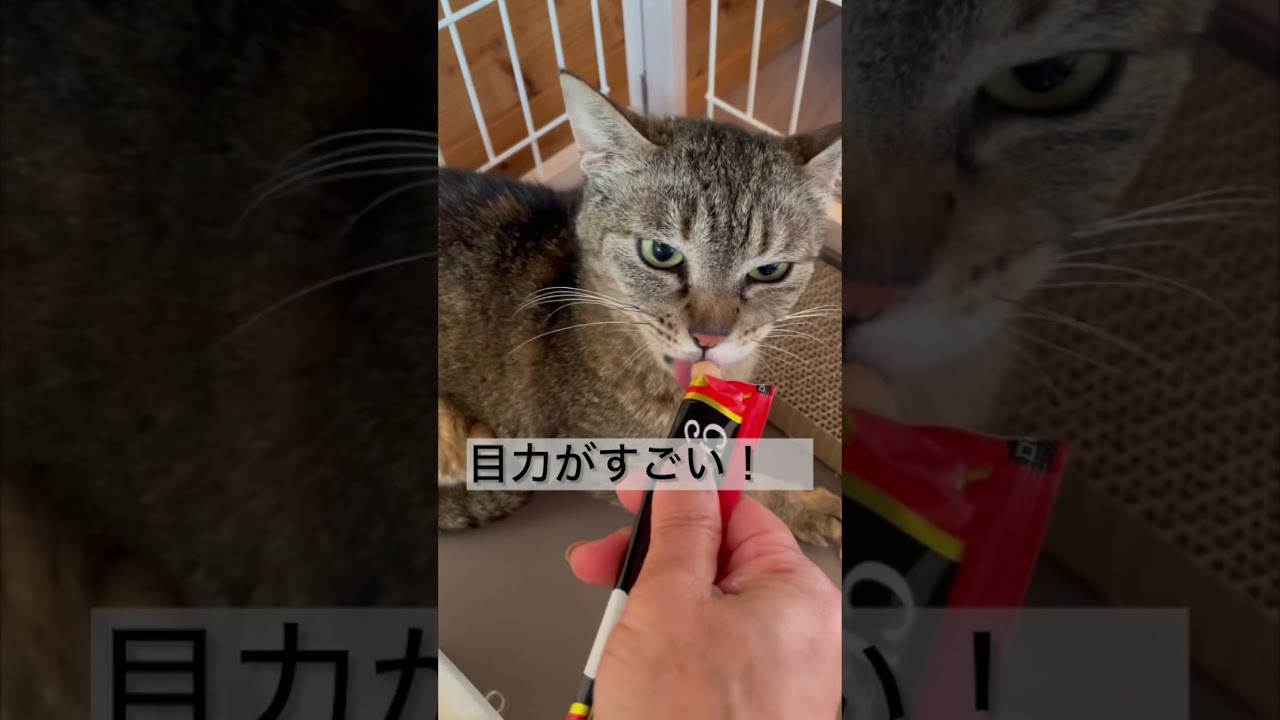 チャレンジド・キャッツ1号の麦ちゃん　#保護猫 ＃チャレンジドキャッツ
