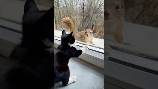 Kitty Befriends Squirrel #furriously