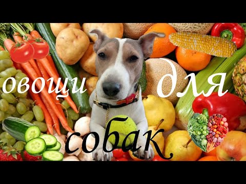 ОВОЩИ ДЛЯ СОБАК / овощи могут вредными /VEGETABLES FOR DOGS