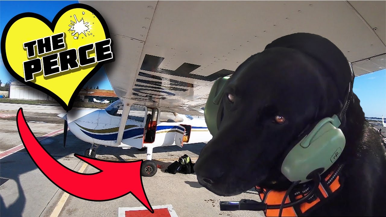 Taking our dog flying for the first time! 😜 YouTube