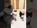 爆走猫たちの運動 #猫 #cat #子ネコ #ねこチャック #猫好きさんと繋がりたい #kitten