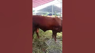 UMUR 1 TAHUN LAWAN 2 TAHUN || KONTES SAPI JEMBER