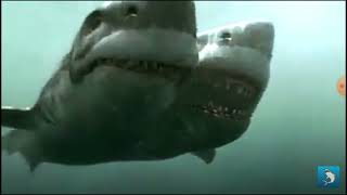 2-Headed Shark Attack Music Video