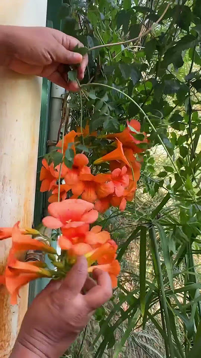 Trumpet vine Available Now / Creeper plant /TrumpetvineAvailable Now