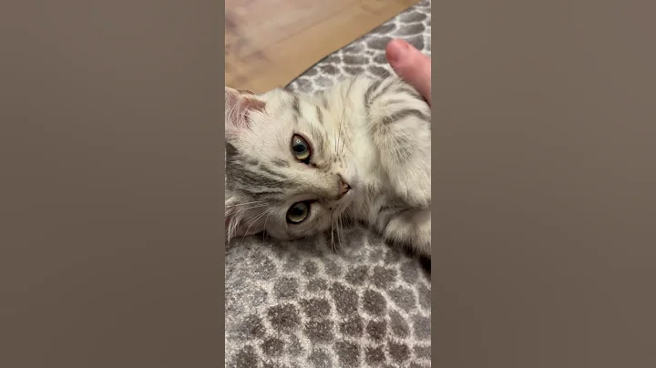 Watch the video about Just a fluffy little kitty bringing happiness with every purr😍 #cute #kitten #catlover #munchkin