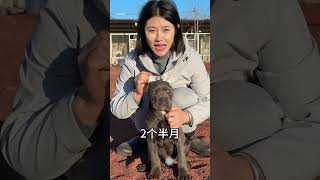 The astonishing evolutionary history of a little puppy from 30 days to one and a half