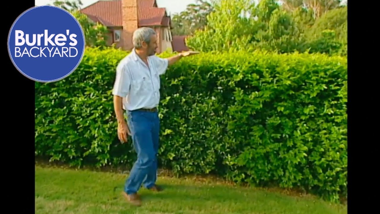 Murraya Hedge. Privacy Hedge.