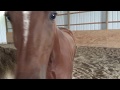 Horse Plays with Camera (8/19/2017)