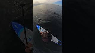 Friendly Dolphin's Playful Circles Around a Paddler
